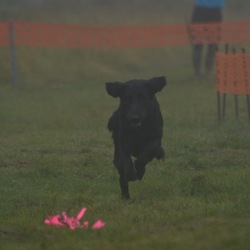 ドッグスポーツ大会