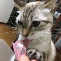 きなこ