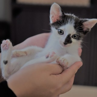 生後2か月ほどの子猫♂