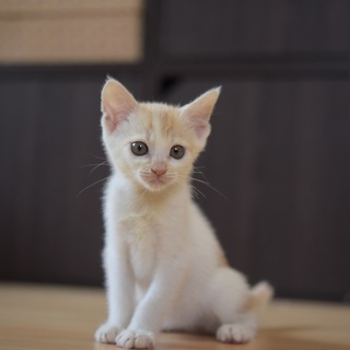 生後2か月ほどの子猫♀