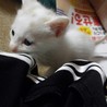 猫の里親を募集しています。 サムネイル2