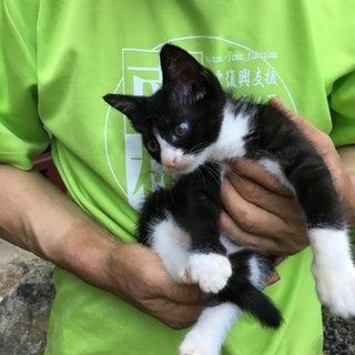 懐っこいとっても可愛い黒白にゃんこ