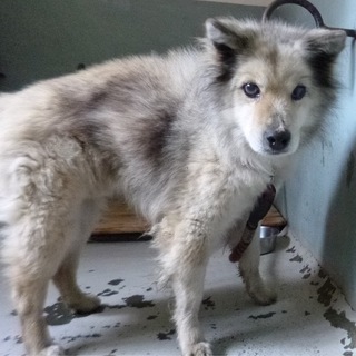 緊急の募集です