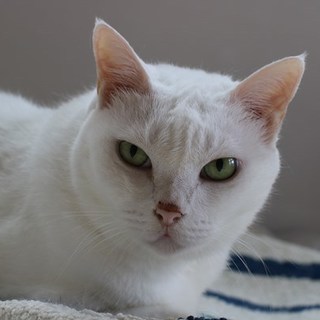 １０歳白猫さんです