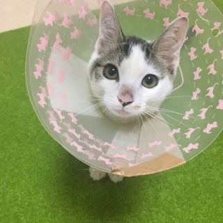 とっても人懐こい猫ちゃんです♡