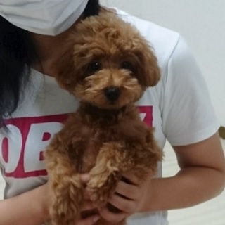 多数の応募により一旦終了します