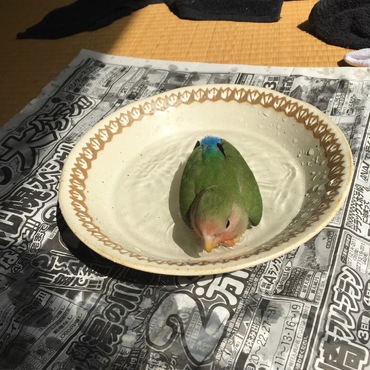 コザクラインコ（梅酒）