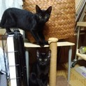 黒猫の男の子兄弟です！