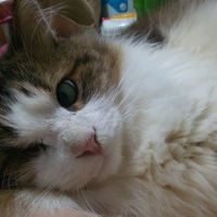 シャア・アズナブルのらお