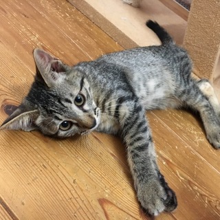 迷子の迷子の子猫ちゃん