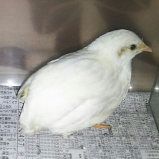 ヒメウズラ ♀ 白 里親募集