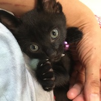 ユカワ　クロスケ