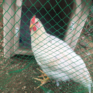 にわとりの里親を募集しています