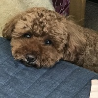 真之介(しんのすけ)