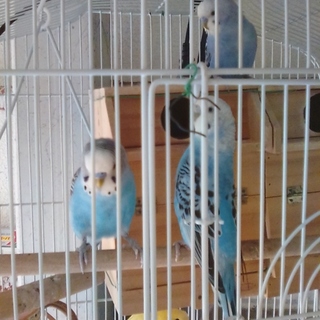 我が家で生まれた１年未満・好きな方に差し上げます