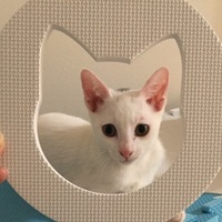 プッチ