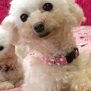 小さな小さなトイプーの女の仔*ちゃわんちゃん