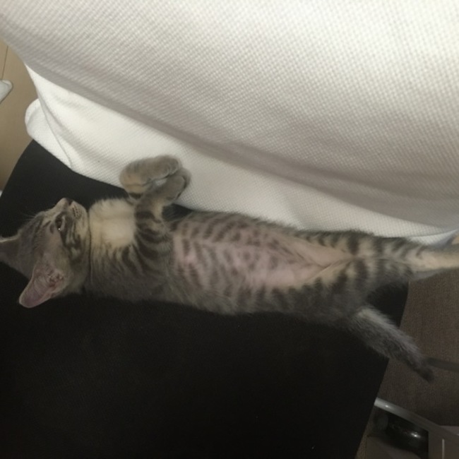 チエミ7のカバー写真