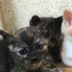 里親さん募集中、４匹子猫