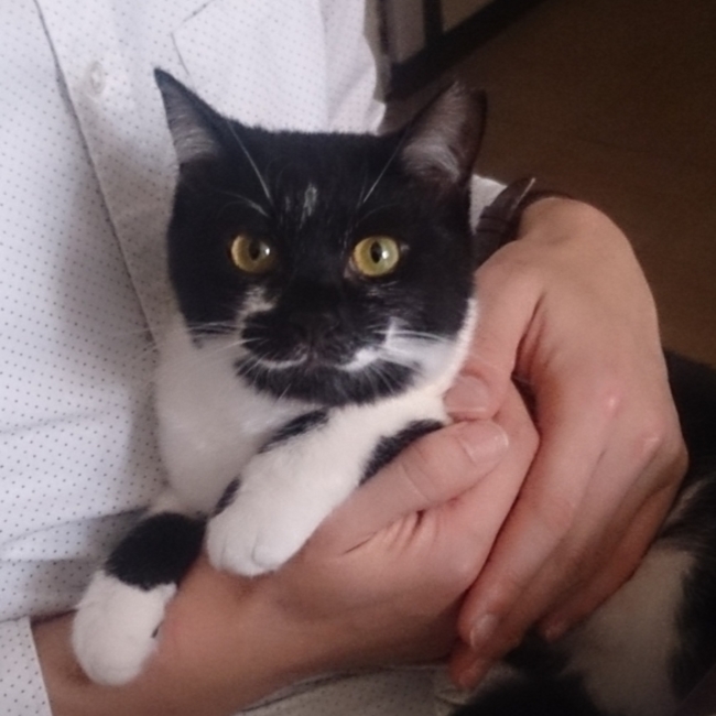 一般社団法人 茨城桜ねこの会のカバー写真