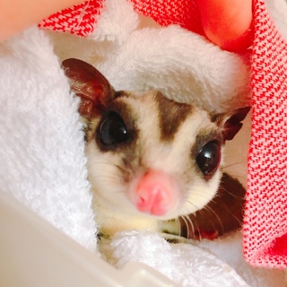 かわいい子です。