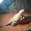 フトアゴヒゲトカゲの里親募集します！