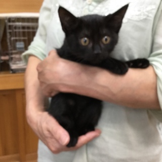 里親さん、決定しました。ありがとうございます。