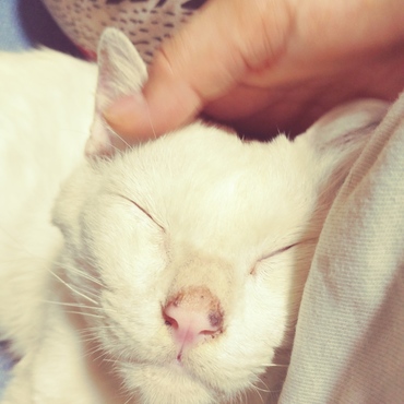 撫でられるのが好き。