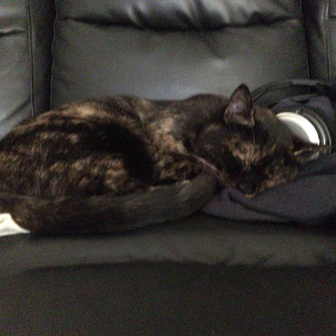 かわいいᕦ(ò_óˇ)ᕤ