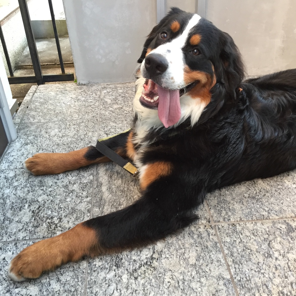 テンのカバー写真