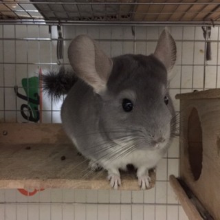 ♡とても素敵な里親さんの家族になりました♡