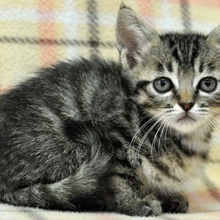 そっくり4兄弟その１★テンくん