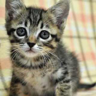 そっくり4兄弟その2★ゼロくん