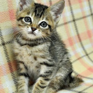 そっくり4兄弟その4★アキラくん