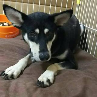 この子を助けてください。