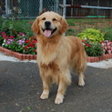 ゴールデン５歳メス里親希望です。