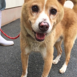 処分が迫っています！健気な良い子です。