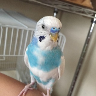 手乗りセキセイインコの里親を募集いたします。