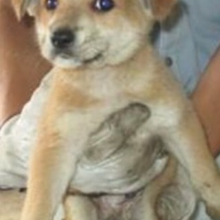 決定・懐っこい柴系MIX雄