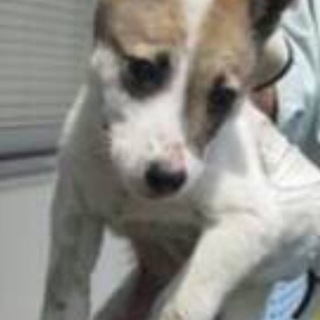 決定！・かなり臆病な茶白MIX雄