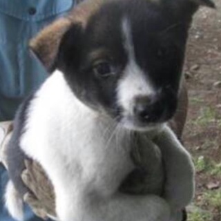 決定・おとなしい白黒MIX雄