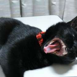 「首輪が外れた」サムネイル1