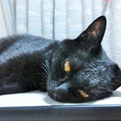 「首輪が外れた」サムネイル2