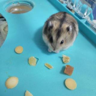 ジャンガリアンハムスターの里親募集！