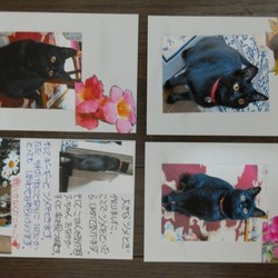 「首輪が外れた」サムネイル3