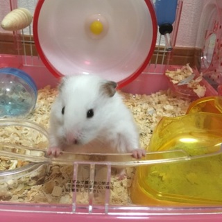 ゴールデンハムスターの里親急募します