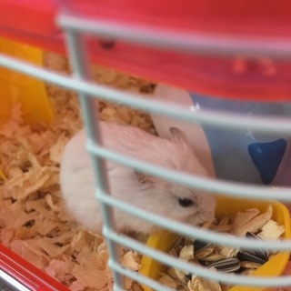 ジャンガリアンハムスターの里親募集します。