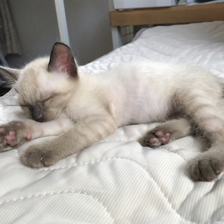 物怖じしないキューちゃん（２ヶ月♂ポイント柄）