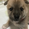 【 募集停止】生後1ヶ月位、雑種の仔犬の「もも♀」