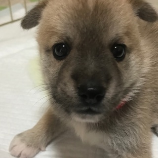 【 募集停止】生後1ヶ月位、雑種の仔犬の「もも♀」